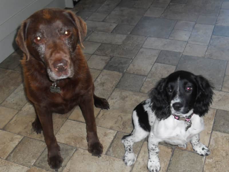 Housesitting assignment in Baginton, United Kingdom