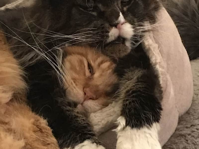Housesitting assignment in Saverne, France