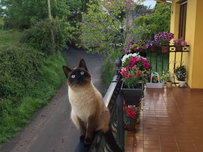 Housesitting assignment in Oviedo, Spain