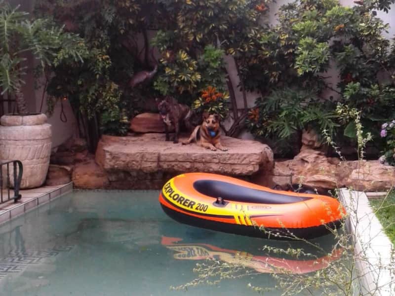 Housesitting assignment in Johannesburg, South Africa