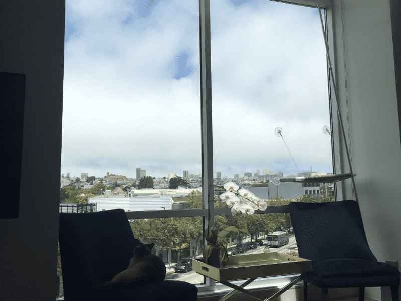 Housesitting assignment in San Francisco, California, United States