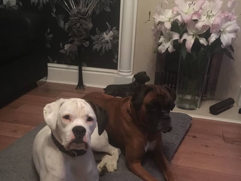 Housesitting assignment in Goole, United Kingdom