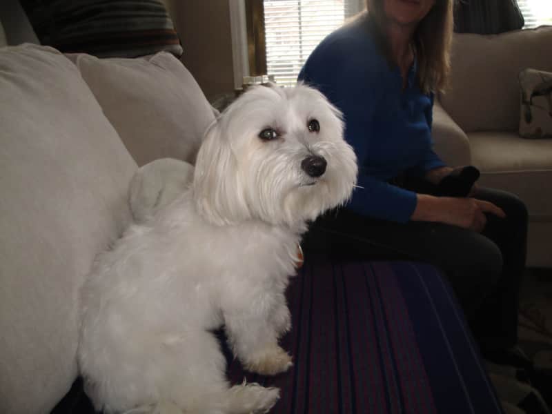 Housesitting assignment in Kingston, Ontario, Canada