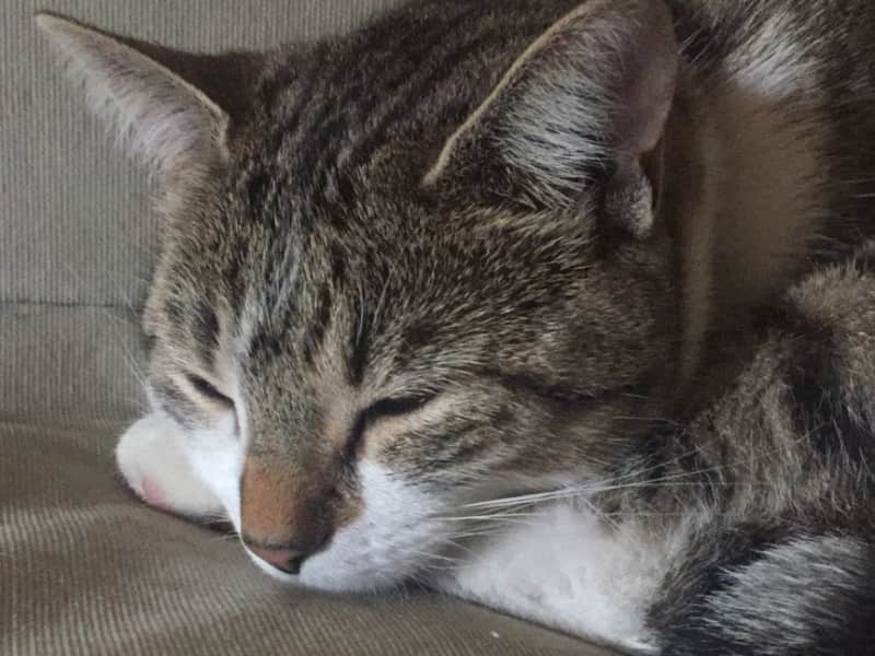 Housesitting assignment in De Pijp, Netherlands