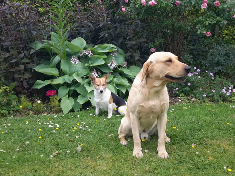 Housesitting assignment in Drogheda, Ireland