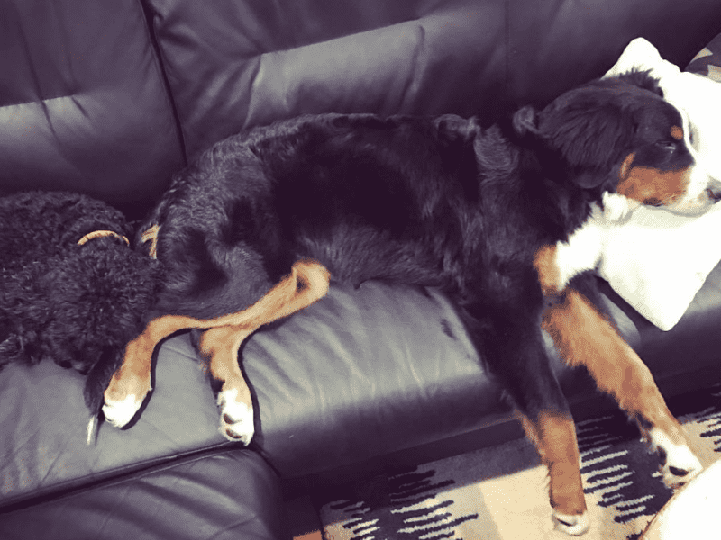 Housesitting assignment in Marina del Rey, California, United States