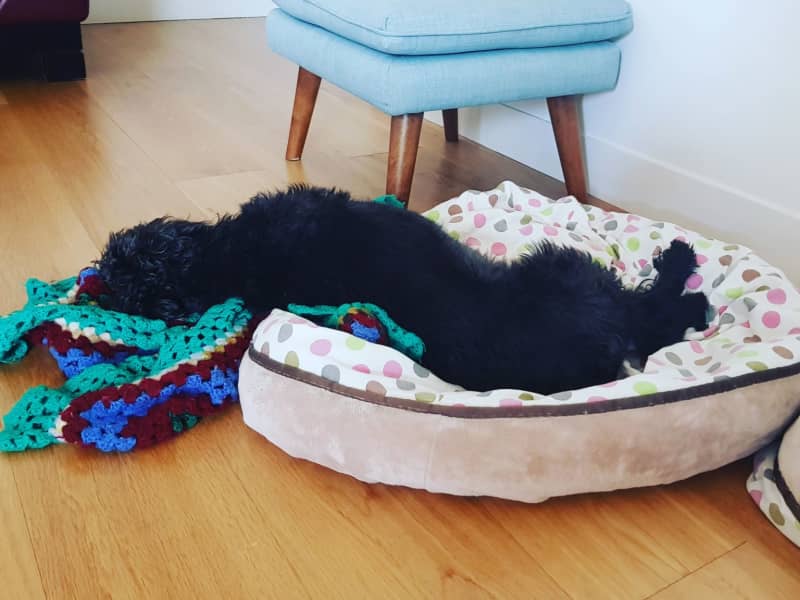 Housesitting assignment in Kew, Victoria, Australia