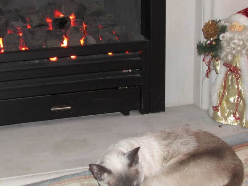 Housesitting assignment in St Albans, United Kingdom