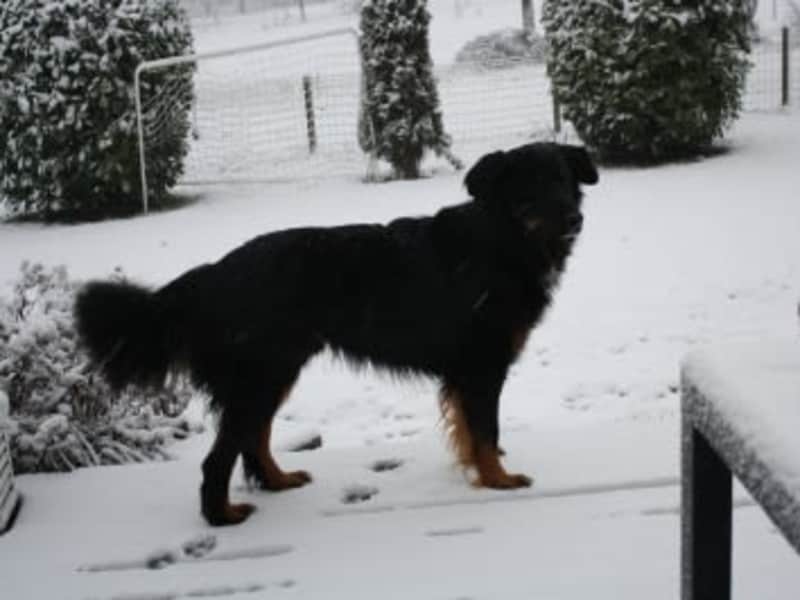 Housesitting assignment in Folgensbourg, France