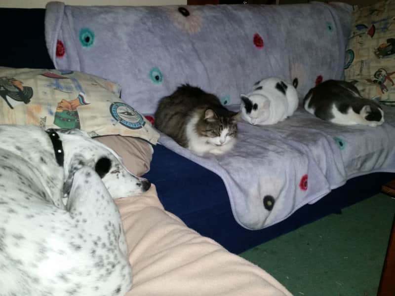 Housesitting assignment in Quakers Hill, New South Wales, Australia