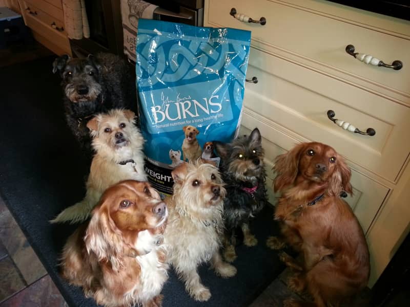 Housesitting assignment in Shudy Camps, United Kingdom