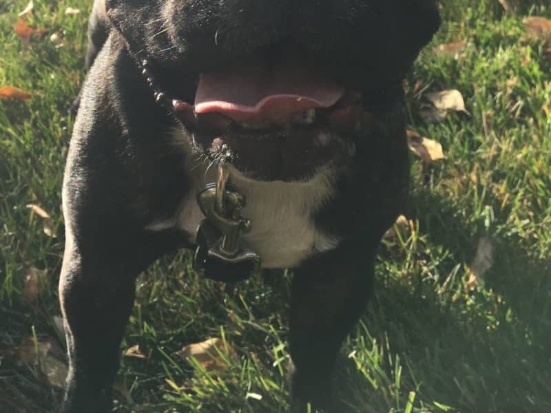 Housesitting assignment in Munich, Germany