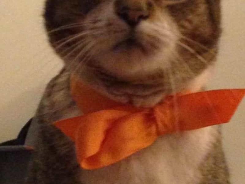 Housesitting assignment in Saline, Michigan, United States