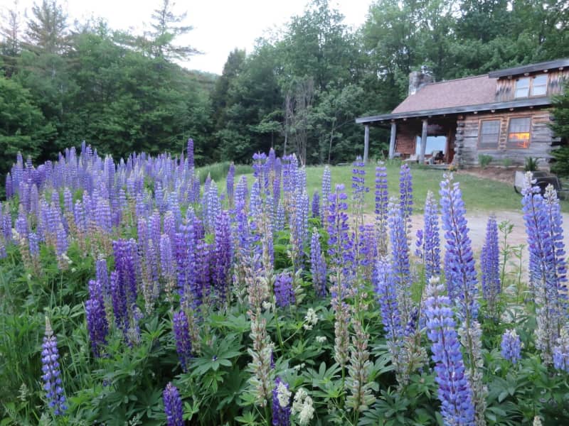 Housesitting assignment in Richmond, Vermont, United States