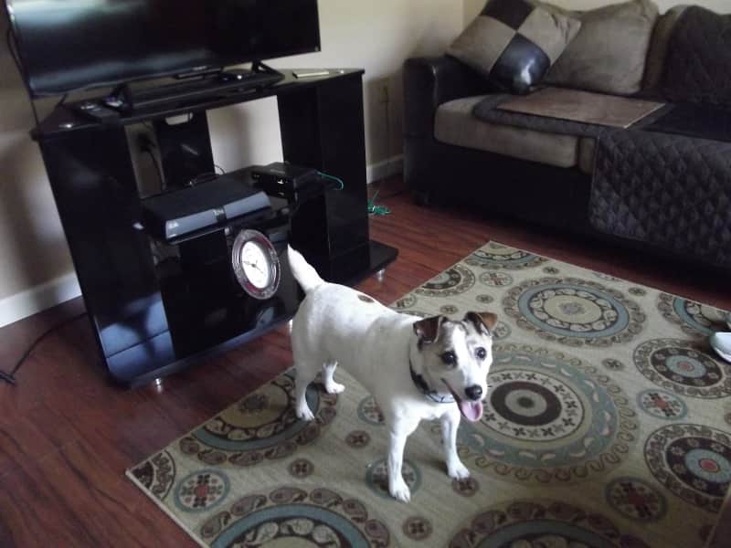 Housesitting assignment in Casselberry, Florida, United States