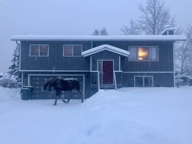 Housesitting assignment in Anchorage, Alaska, United States