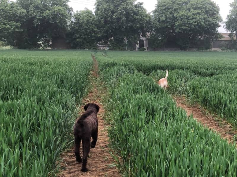 Housesitting assignment in Swindon, United Kingdom