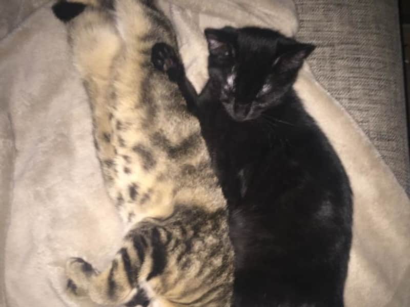 Housesitting assignment in Luxembourg, Luxembourg