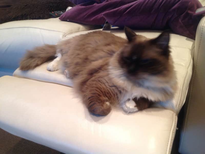 Housesitting assignment in Sydney, New South Wales, Australia