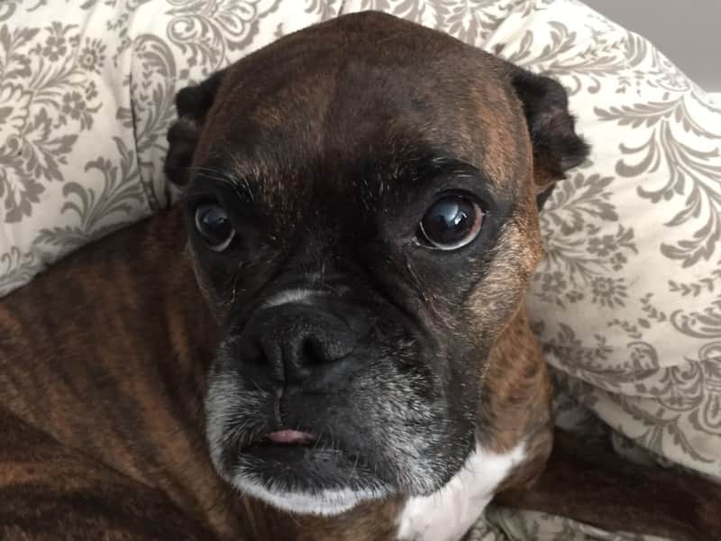 Housesitting assignment in Cochrane, Alberta, Canada
