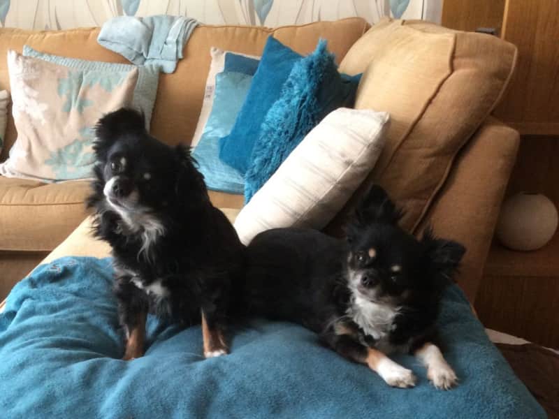 Housesitting assignment in Coventry, United Kingdom