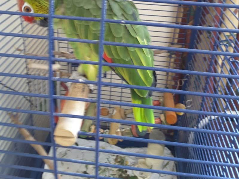 Housesitting assignment in Ormesby St Margaret, United Kingdom