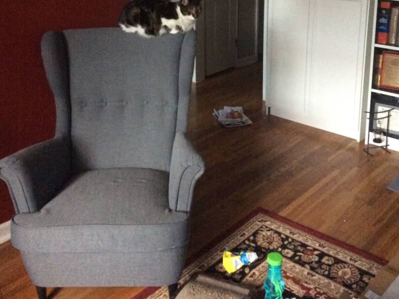 Housesitting assignment in New York City, New York, United States