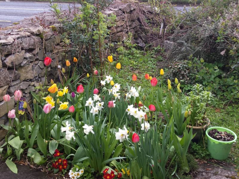 Housesitting assignment in Boyle, Ireland
