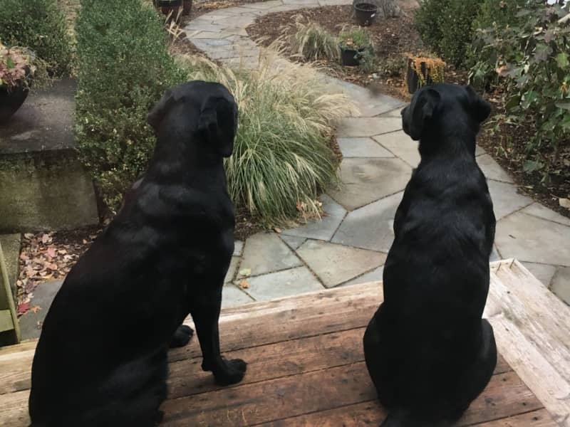 Housesitting assignment in Grand Rapids, Michigan, United States