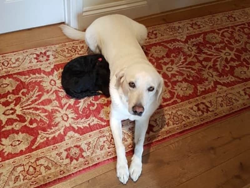 Housesitting assignment in Stanton Harcourt, United Kingdom