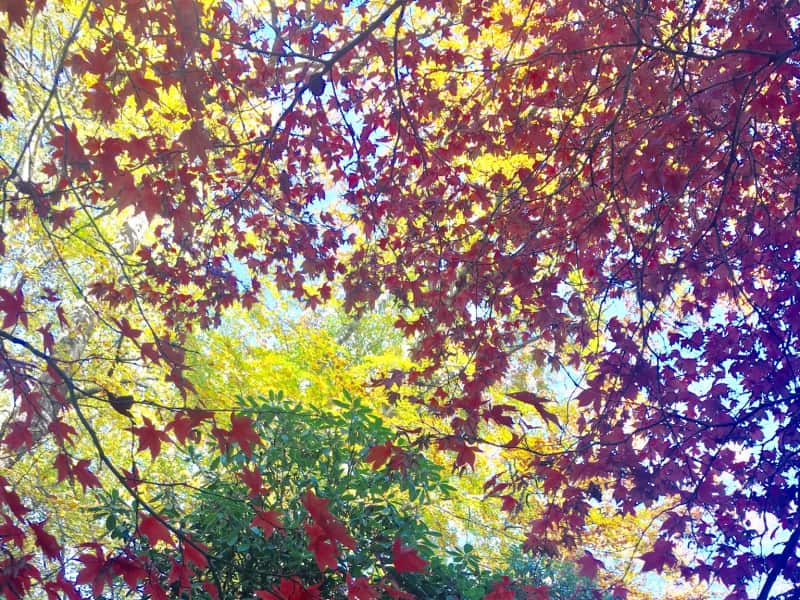 Housesitting assignment in Helsingborg, Sweden