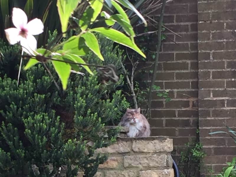 Housesitting assignment in Swindon, United Kingdom