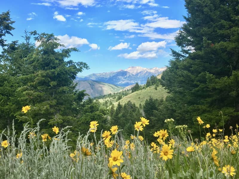 Housesitting assignment in Jackson, Wyoming, United States