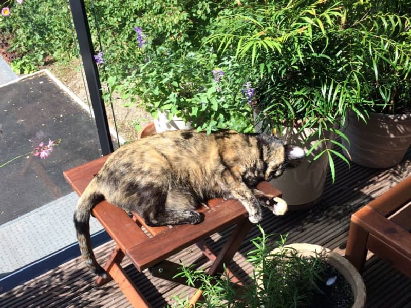 Housesitting assignment in Winchester, United Kingdom