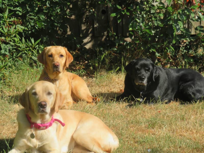 Housesitting assignment in Gravesend, United Kingdom