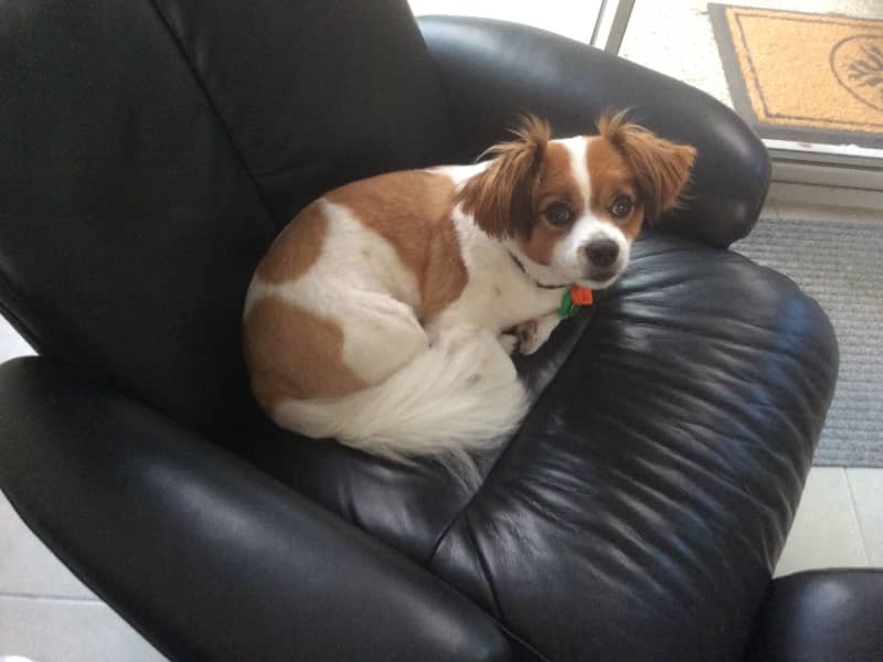 Housesitting assignment in The Hague, Netherlands