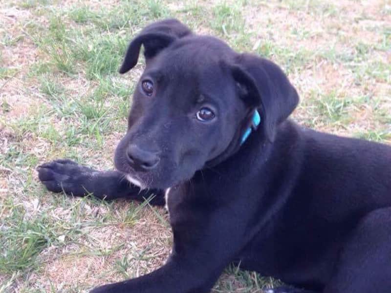 Housesitting assignment in Goulburn, New South Wales, Australia
