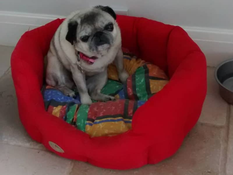 Housesitting assignment in Princes Risborough, United Kingdom