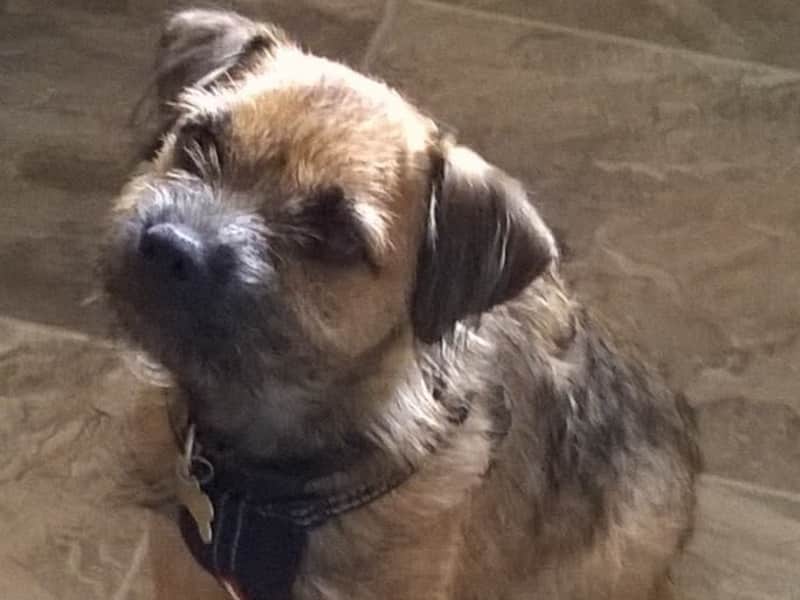 Housesitting assignment in Leigh, United Kingdom