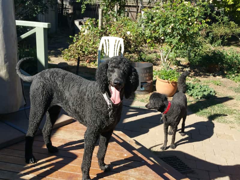 Housesitting assignment in Canberra, Australian Capital Territory, Australia