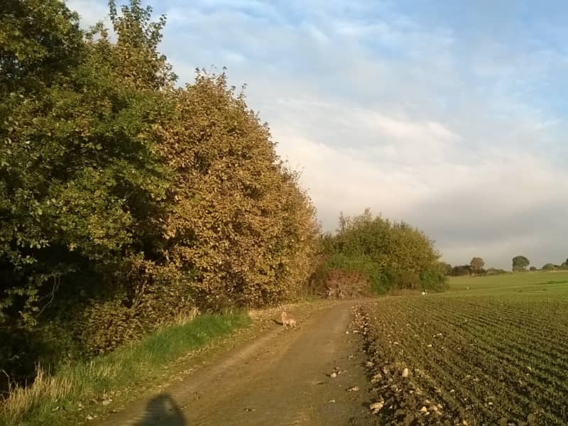 Housesitting assignment in Barnsley, United Kingdom