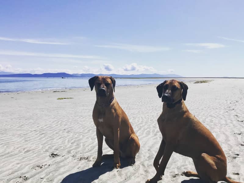 Housesitting assignment in Cumberland, British Columbia, Canada