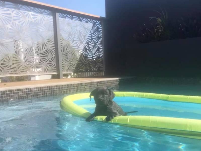 Housesitting assignment in Darwin, Northern Territory, Australia
