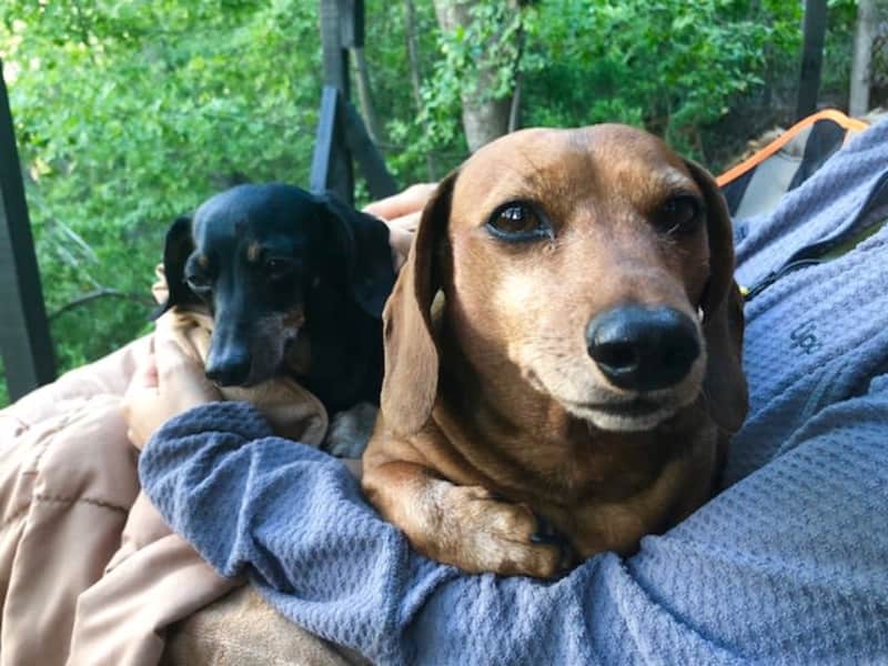 Housesitting assignment in Santiago, Chile