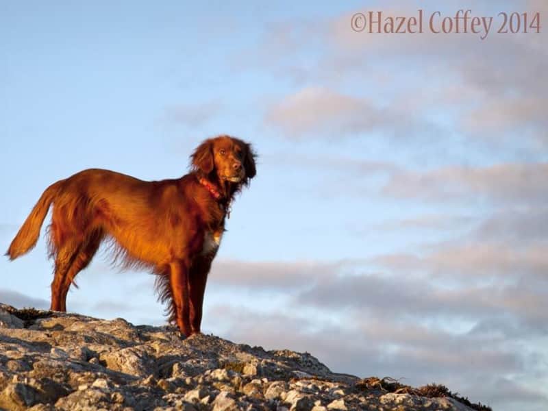Housesitting assignment in Westport, Ireland