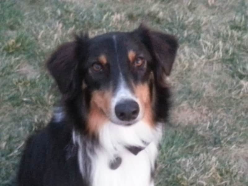 Housesitting assignment in Ozark, Missouri, United States