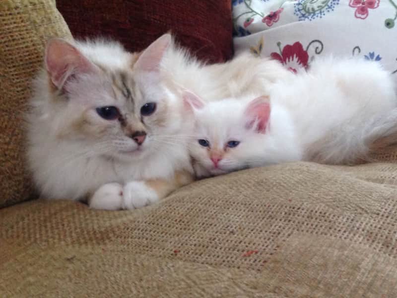 Housesitting assignment in Pontivy, France