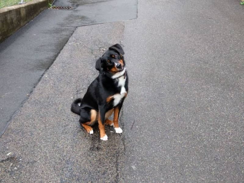 Housesitting assignment in Zürich (Kreis 6), Switzerland