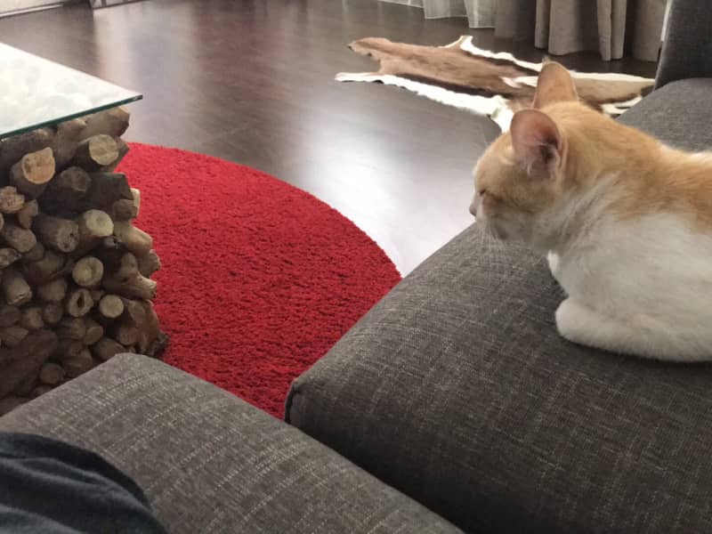Housesitting assignment in Abu Dhabi, United Arab Emirates