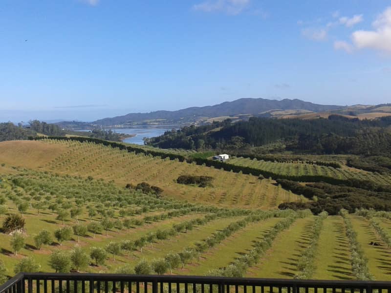 Housesitting assignment in Mangonui, New Zealand